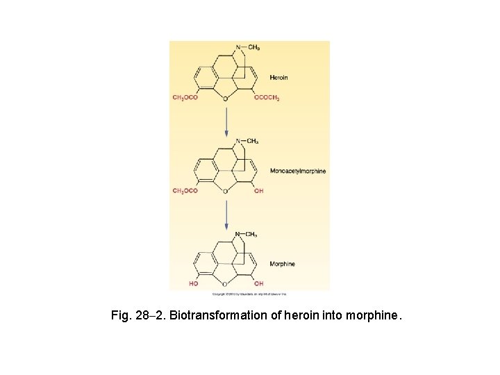 Fig. 28– 2. Biotransformation of heroin into morphine. 