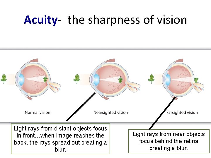 Acuity- the sharpness of vision Light rays from distant objects focus in front…when image