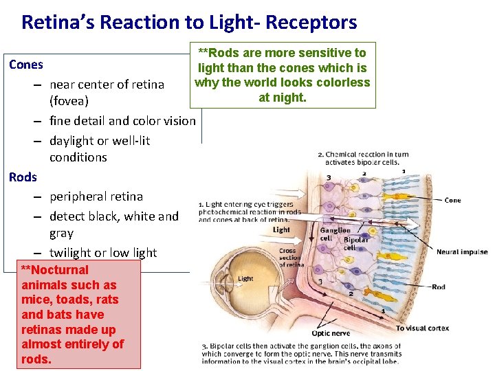 Retina’s Reaction to Light- Receptors **Rods are more sensitive to light than the cones