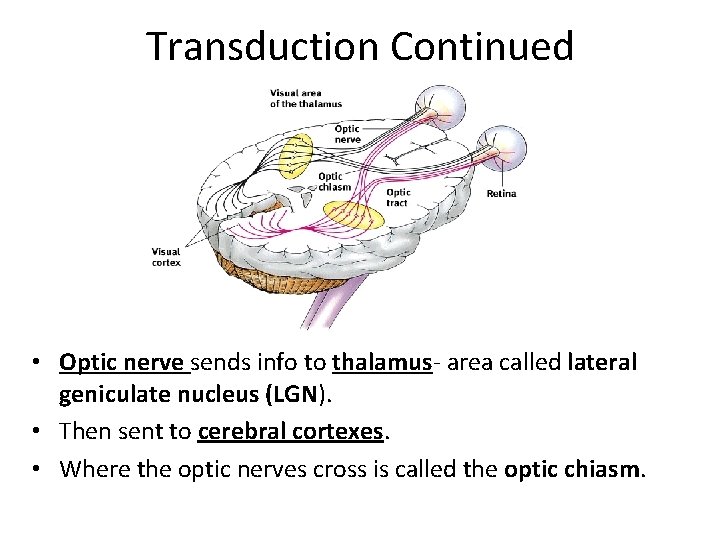 Transduction Continued • Optic nerve sends info to thalamus- area called lateral geniculate nucleus