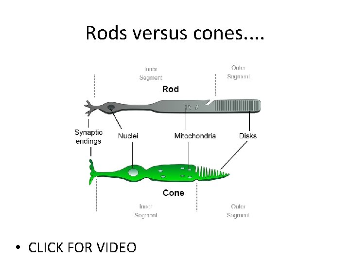 Rods versus cones. . • CLICK FOR VIDEO 