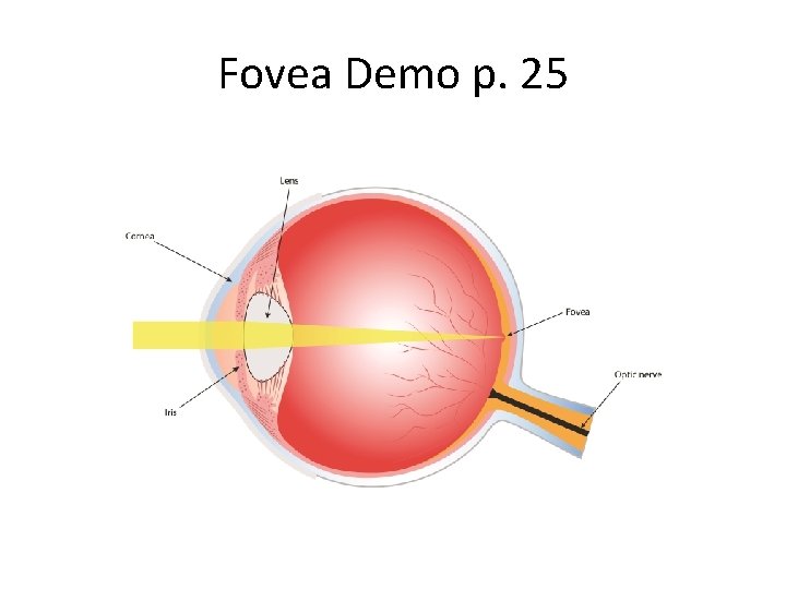 Fovea Demo p. 25 