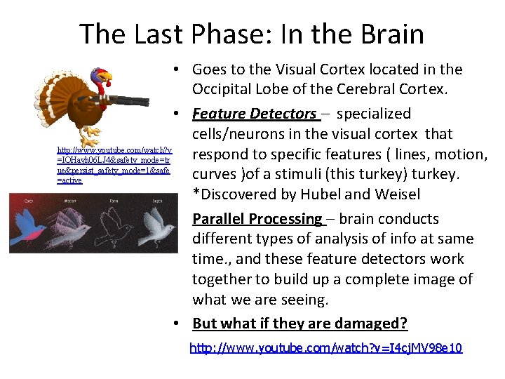 The Last Phase: In the Brain • Goes to the Visual Cortex located in