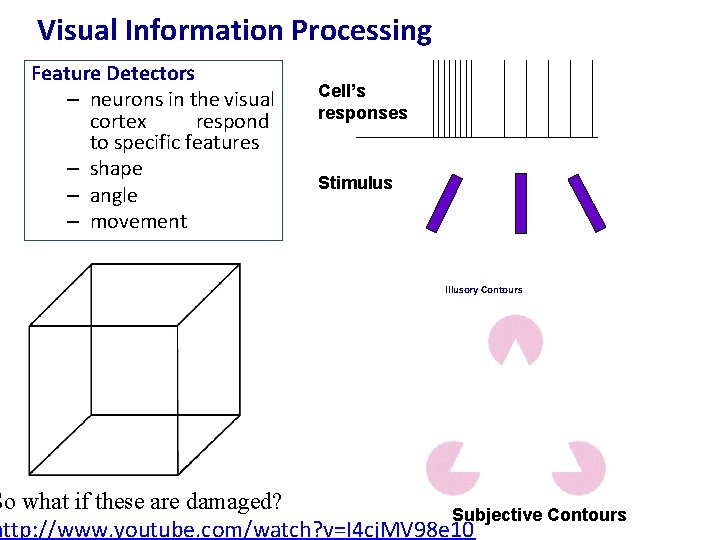 Visual Information Processing Feature Detectors – neurons in the visual cortex respond to specific