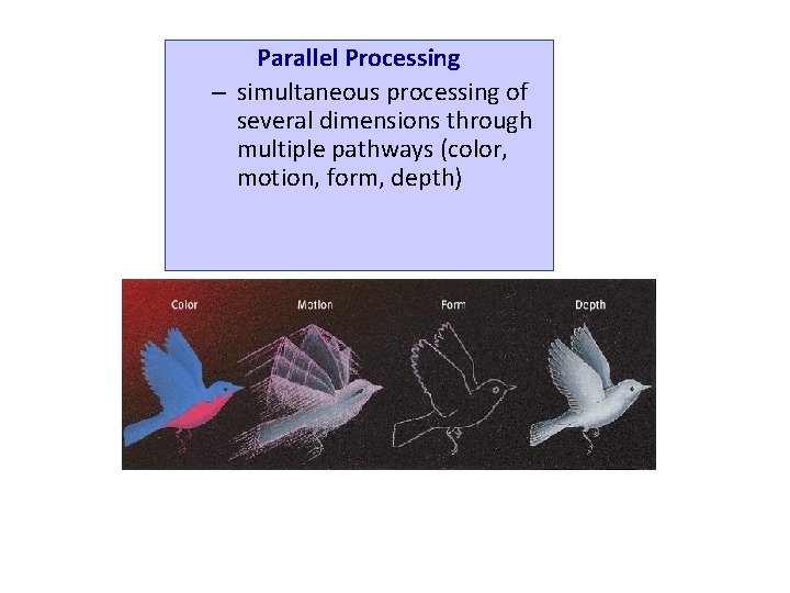 Parallel Processing – simultaneous processing of several dimensions through multiple pathways (color, motion, form,