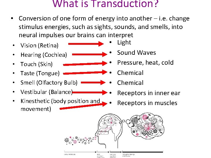 What is Transduction? • Conversion of one form of energy into another – i.