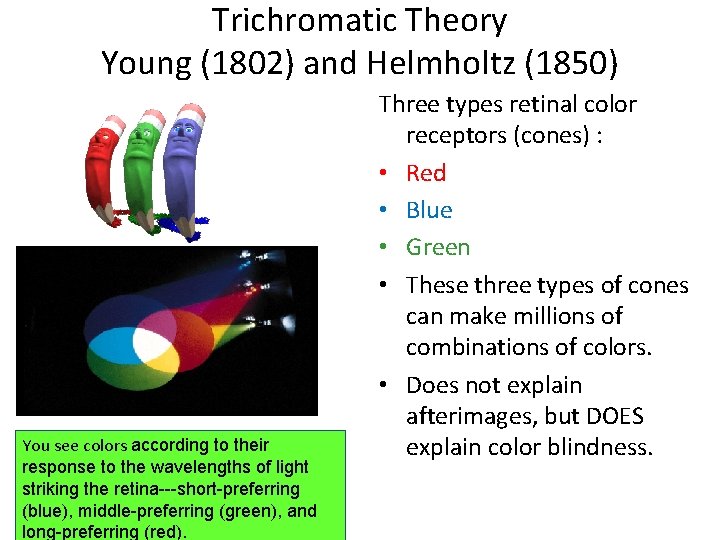 Trichromatic Theory Young (1802) and Helmholtz (1850) You see colors according to their response