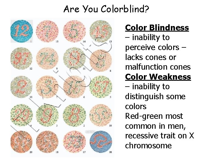 Are You Colorblind? Color Blindness – inability to perceive colors – lacks cones or