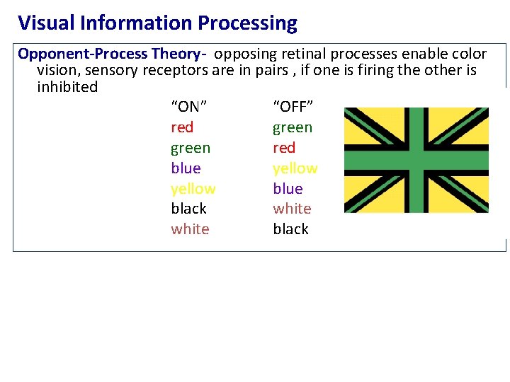 Visual Information Processing Opponent-Process Theory- opposing retinal processes enable color vision, sensory receptors are