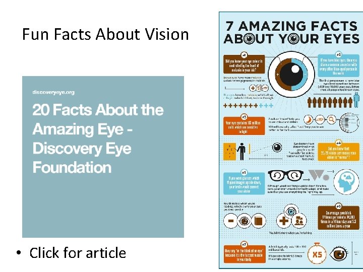 Fun Facts About Vision • Click for article 