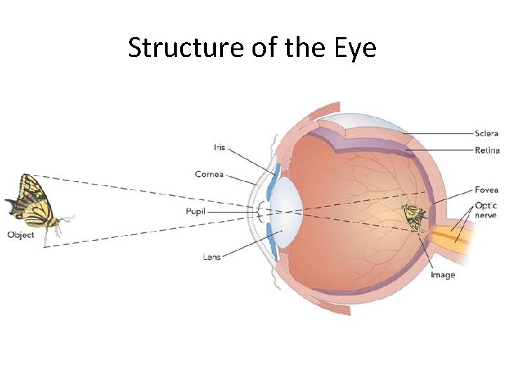 Structure of the Eye 