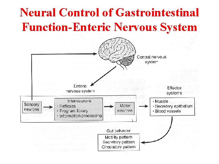 Neural Control of Gastrointestinal Function-Enteric Nervous System Neural Control of Gastrointestinal Function-Enteric Nervous System