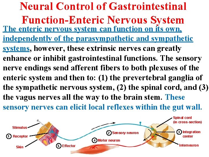 Neural Control of Gastrointestinal Function-Enteric Nervous System The enteric nervous system can function on Neural Control of Gastrointestinal Function-Enteric Nervous System The enteric nervous system can function on