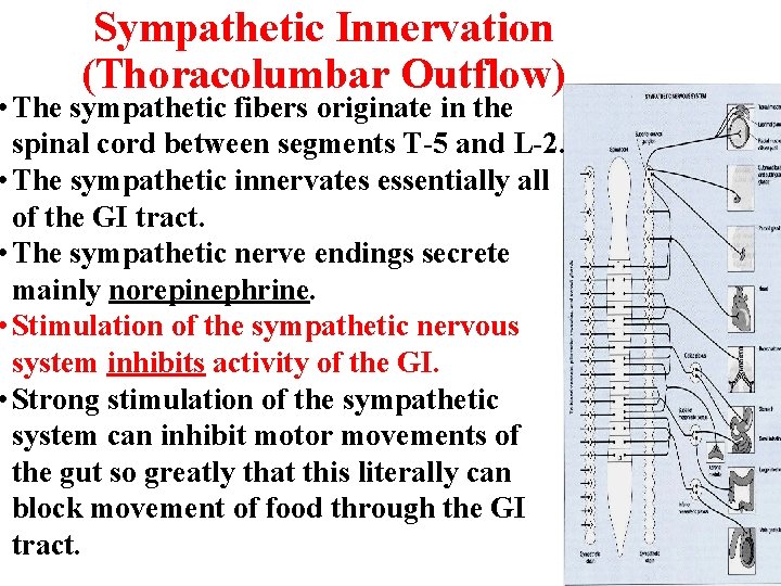 Sympathetic Innervation (Thoracolumbar Outflow) • The sympathetic fibers originate in the spinal cord between Sympathetic Innervation (Thoracolumbar Outflow) • The sympathetic fibers originate in the spinal cord between