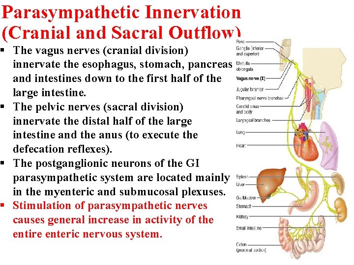 Parasympathetic Innervation (Cranial and Sacral Outflow) § The vagus nerves (cranial division) innervate the Parasympathetic Innervation (Cranial and Sacral Outflow) § The vagus nerves (cranial division) innervate the