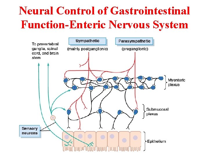 Neural Control of Gastrointestinal Function-Enteric Nervous System Neural Control of Gastrointestinal Function-Enteric Nervous System