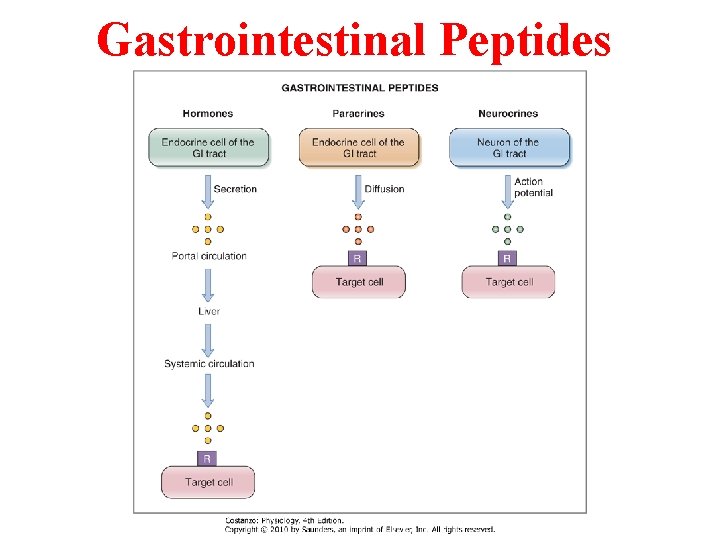Gastrointestinal Peptides Gastrointestinal Peptides