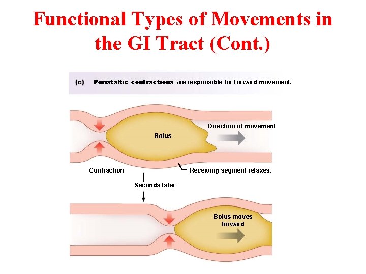 Functional Types of Movements in the GI Tract (Cont. ) Peristaltic contractions are responsible Functional Types of Movements in the GI Tract (Cont. ) Peristaltic contractions are responsible