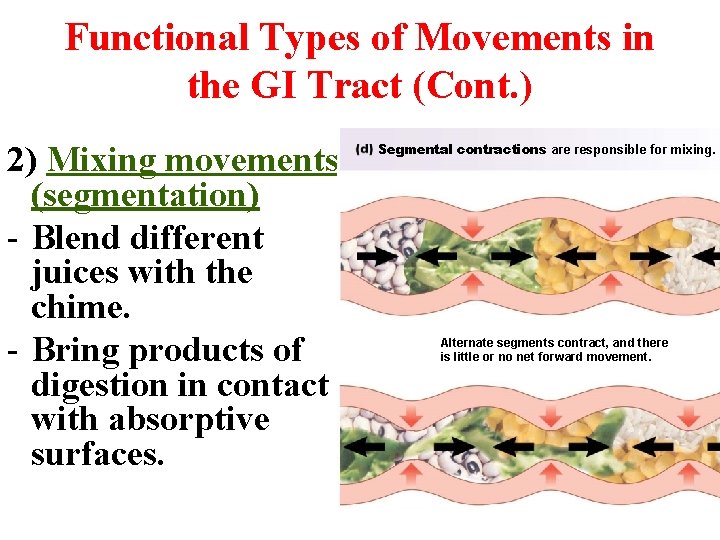 Functional Types of Movements in the GI Tract (Cont. ) 2) Mixing movements (segmentation) Functional Types of Movements in the GI Tract (Cont. ) 2) Mixing movements (segmentation)