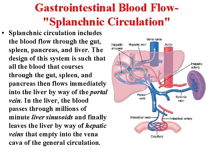 Gastrointestinal Blood Flow"Splanchnic Circulation" • Splanchnic circulation includes the blood flow through the gut, Gastrointestinal Blood Flow"Splanchnic Circulation" • Splanchnic circulation includes the blood flow through the gut,