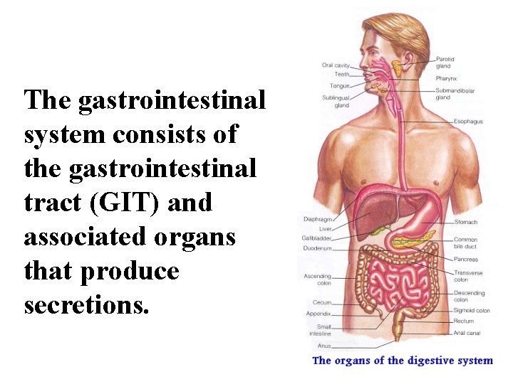 The gastrointestinal system consists of the gastrointestinal tract (GIT) and associated organs that produce The gastrointestinal system consists of the gastrointestinal tract (GIT) and associated organs that produce