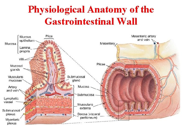 Physiological Anatomy of the Gastrointestinal Wall Physiological Anatomy of the Gastrointestinal Wall