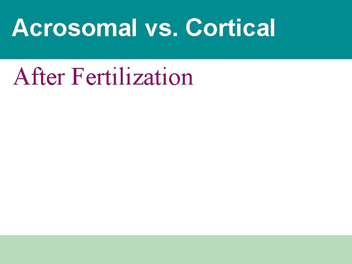 Acrosomal vs. Cortical After Fertilization 