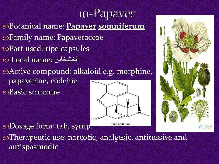 10 -Papaver Botanical name: Papaver somniferum Family name: Papaveraceae Part used: ripe capsules Local