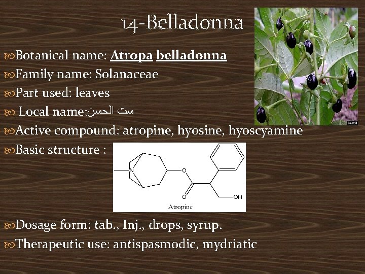 14 -Belladonna Botanical name: Atropa belladonna Family name: Solanaceae Part used: leaves Local name: