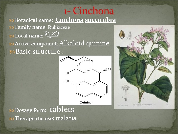 1 - Cinchona Botanical name: Cinchona Family name: Rubiaceae Local name: ﺍﻟﻜﻨﻴﻨﺔ Active compound: