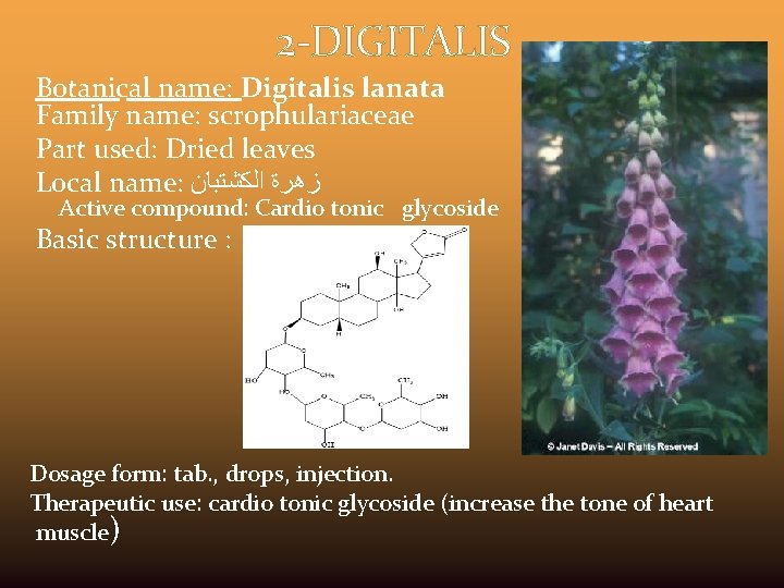 2 -DIGITALIS Botanical name: Digitalis lanata Family name: scrophulariaceae Part used: Dried leaves Local