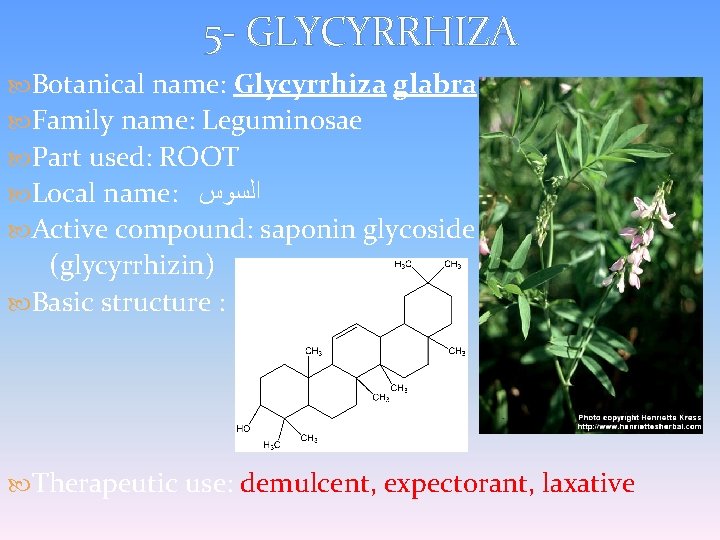 5 - GLYCYRRHIZA Botanical name: Glycyrrhiza glabra Family name: Leguminosae Part used: ROOT Local