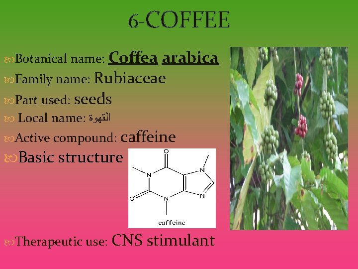 6 -COFFEE Botanical name: Coffea arabica Family name: Rubiaceae Part used: seeds Local name: