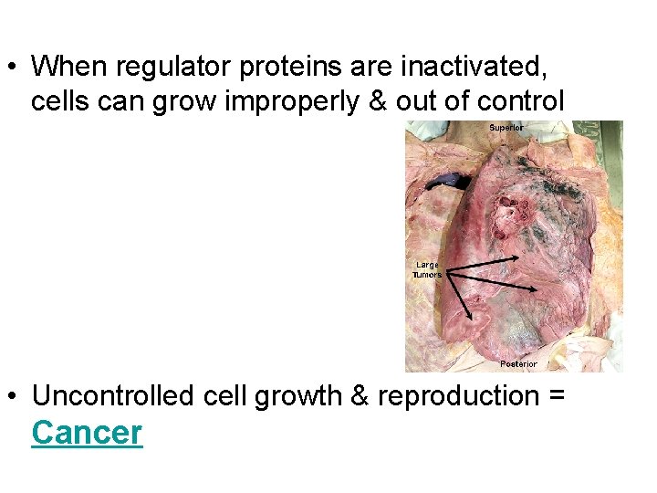  • When regulator proteins are inactivated, cells can grow improperly & out of