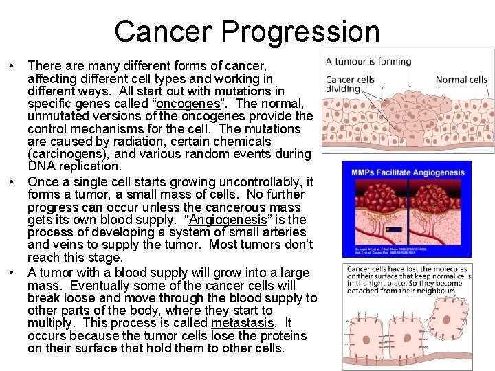Cancer Progression • • • There are many different forms of cancer, affecting different
