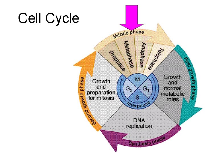 Cell Cycle 