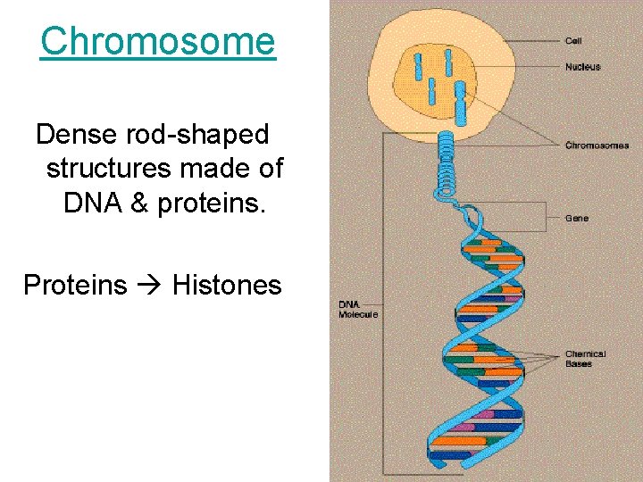 Chromosome Dense rod-shaped structures made of DNA & proteins. Proteins Histones 