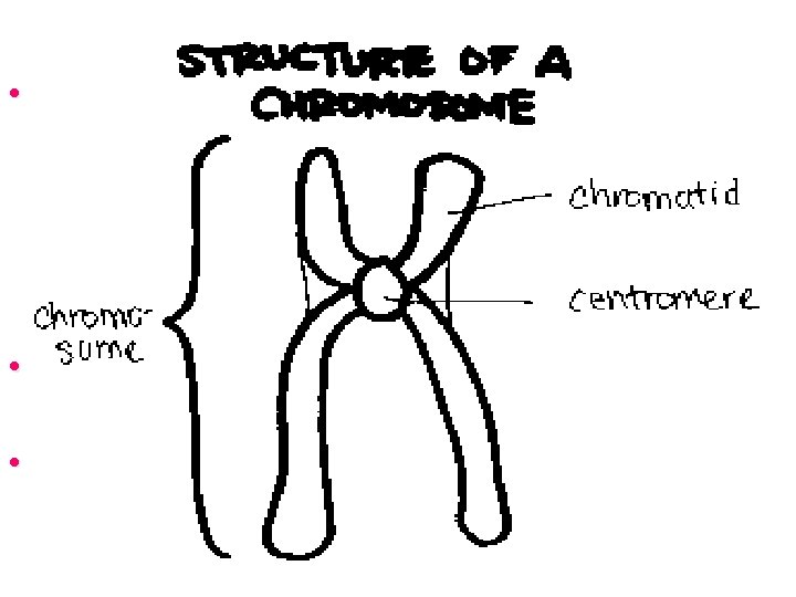 Stuff you need to know! • Chromosome: Chromosome – in all living cells –