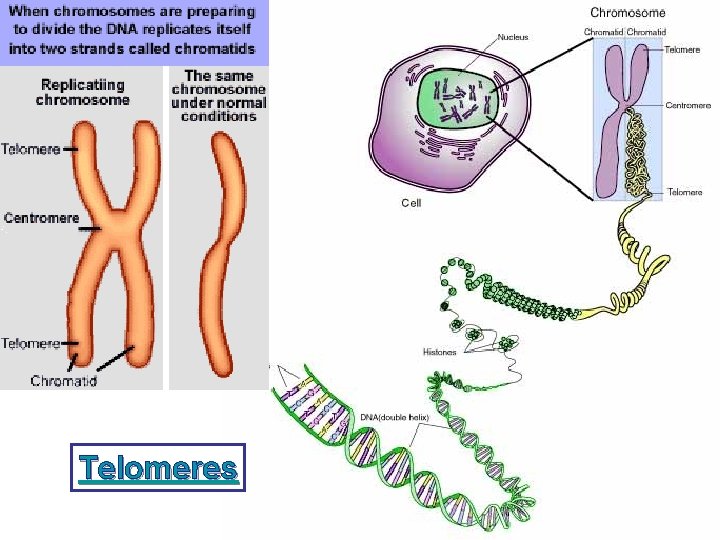 Telomeres 