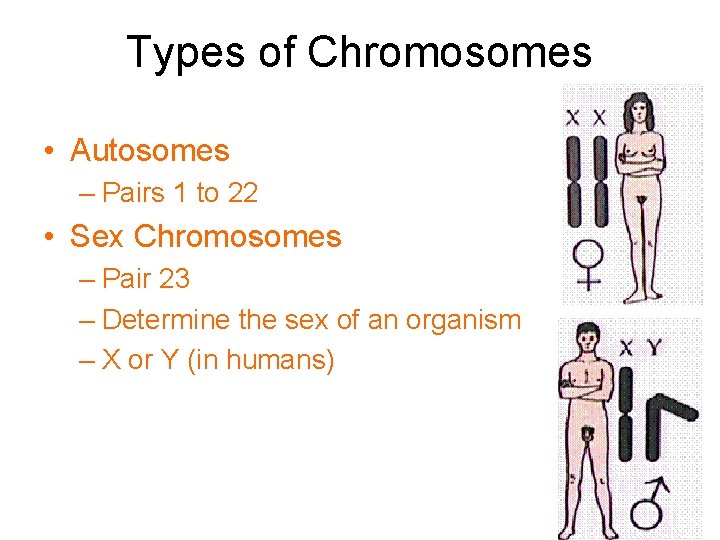 Types of Chromosomes • Autosomes – Pairs 1 to 22 • Sex Chromosomes –