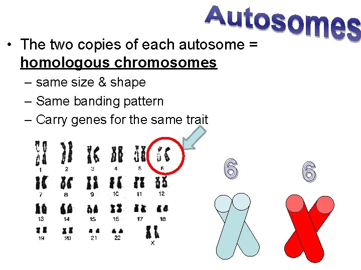  • The two copies of each autosome = homologous chromosomes – same size