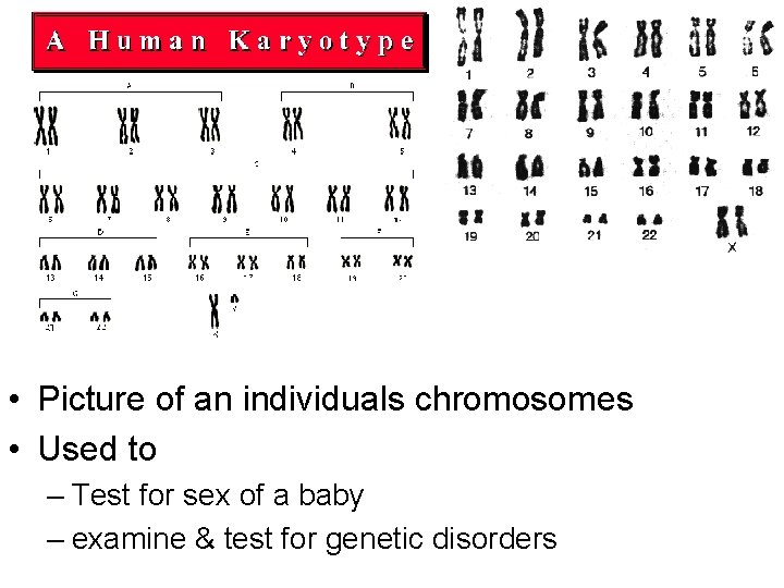  • Picture of an individuals chromosomes • Used to – Test for sex