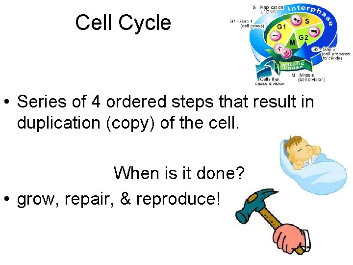 Cell Cycle • Series of 4 ordered steps that result in duplication (copy) of