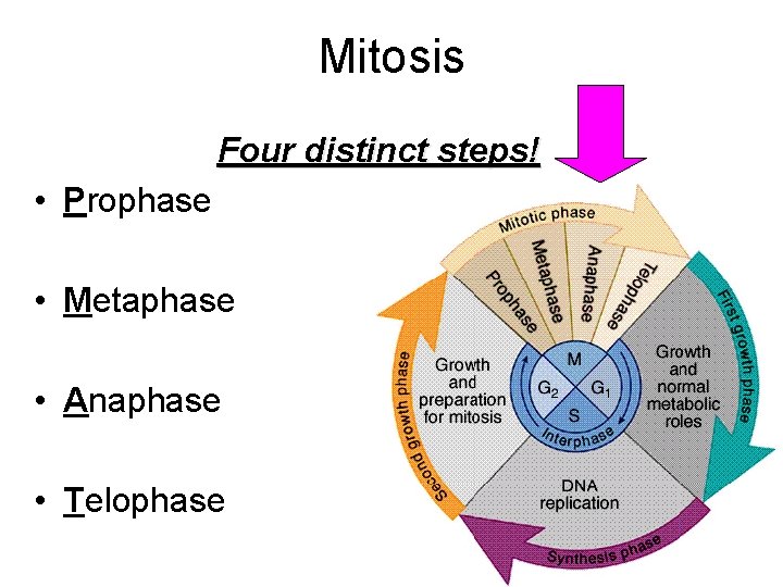 Mitosis Four distinct steps! • Prophase • Metaphase • Anaphase • Telophase 