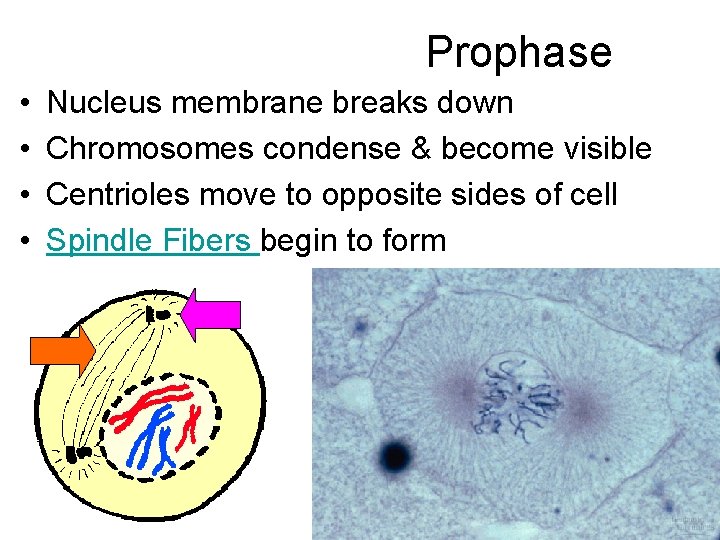 Prophase • • Nucleus membrane breaks down Chromosomes condense & become visible Centrioles move