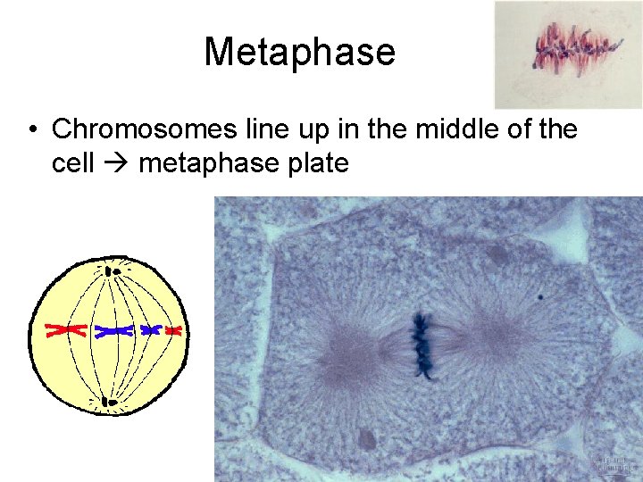 Metaphase • Chromosomes line up in the middle of the cell metaphase plate 