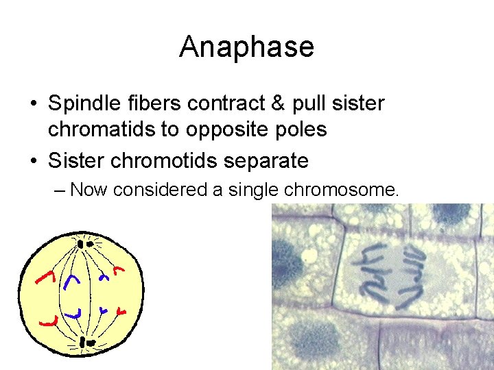 Anaphase • Spindle fibers contract & pull sister chromatids to opposite poles • Sister