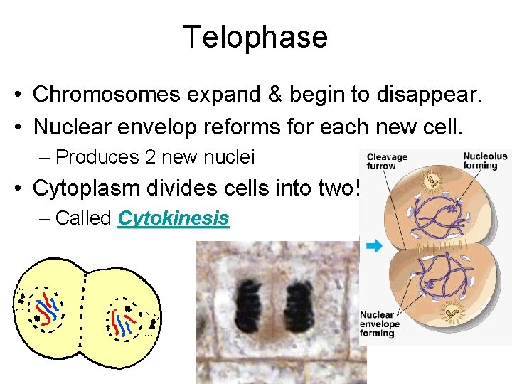 Telophase • Chromosomes expand & begin to disappear. • Nuclear envelop reforms for each