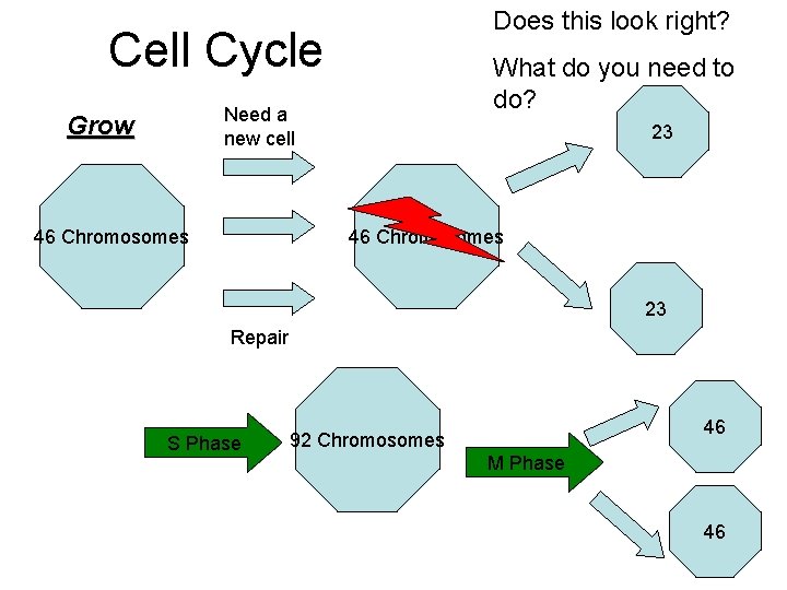 Does this look right? Cell Cycle What do you need to do? Need a