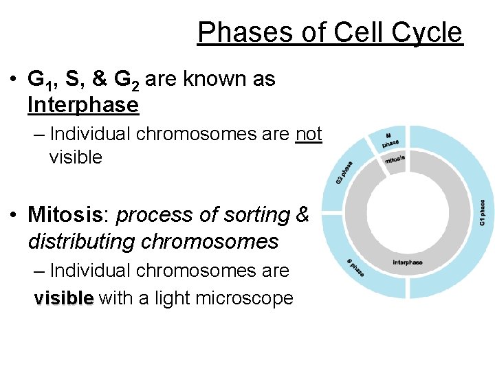 Phases of Cell Cycle • G 1, S, & G 2 are known as